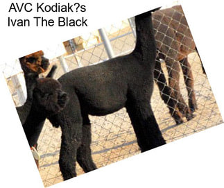 AVC Kodiak?s Ivan The Black