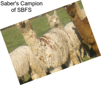 Saber\'s Campion of SBFS