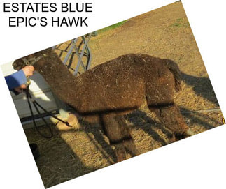 ESTATES BLUE EPIC\'S HAWK