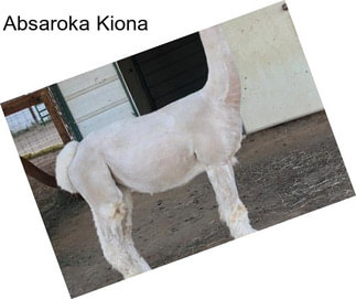 Absaroka Kiona