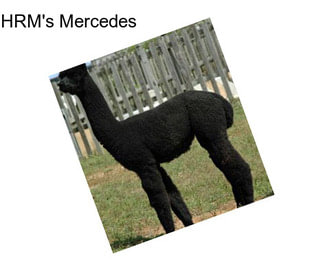 HRM\'s Mercedes