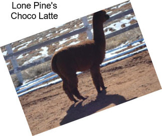 Lone Pine\'s Choco Latte