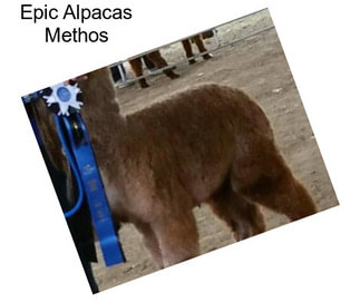 Epic Alpacas Methos