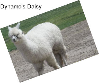 Dynamo\'s Daisy