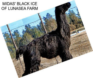 MIDAS\' BLACK ICE OF LUNASEA FARM