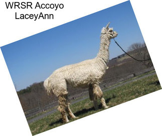 WRSR Accoyo LaceyAnn