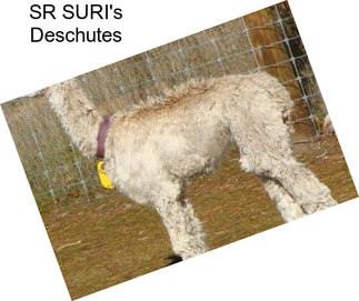 SR SURI\'s Deschutes