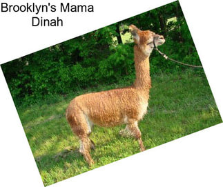 Brooklyn\'s Mama Dinah