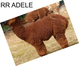 RR ADELE