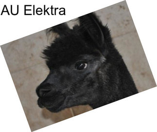 AU Elektra