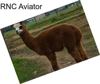 RNC Aviator