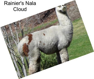 Rainier\'s Nala Cloud