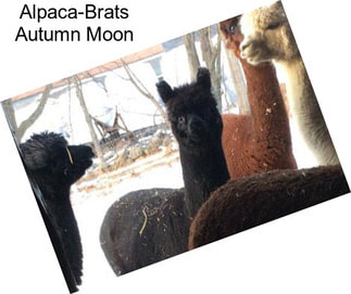 Alpaca-Brats Autumn Moon