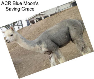 ACR Blue Moon\'s Saving Grace