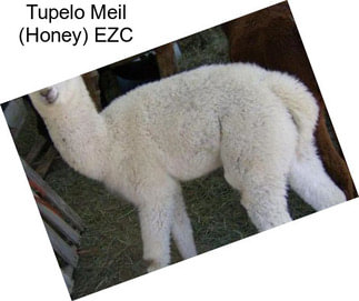 Tupelo Meil (Honey) EZC