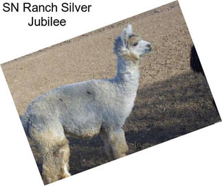 SN Ranch Silver Jubilee