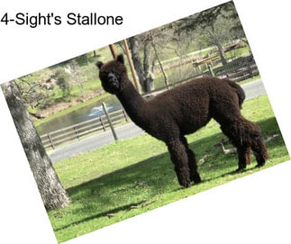 4-Sight\'s Stallone