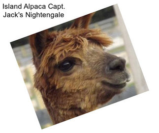 Island Alpaca Capt. Jack\'s Nightengale