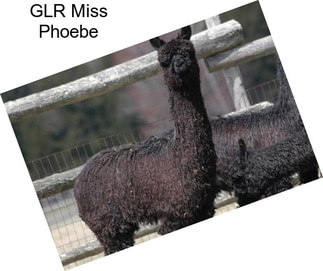 GLR Miss Phoebe