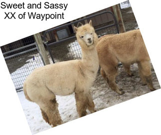 Sweet and Sassy XX of Waypoint