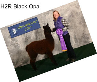 H2R Black Opal