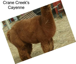 Crane Creek\'s Cayenne