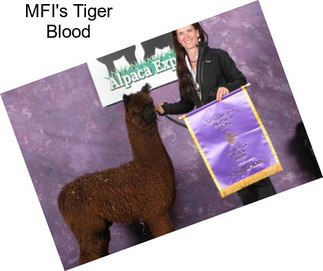 MFI\'s Tiger Blood