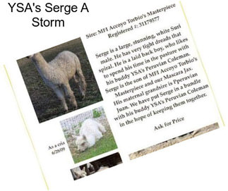 YSA\'s Serge A Storm