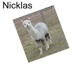 Nicklas