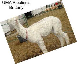 UMA Pipeline\'s Brittany