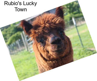 Rubio\'s Lucky Town