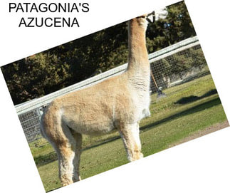 PATAGONIA\'S AZUCENA