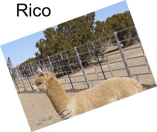 Rico