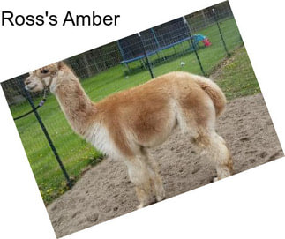 Ross\'s Amber