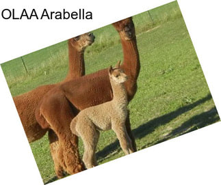 OLAA Arabella