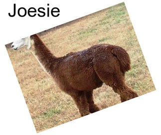 Joesie