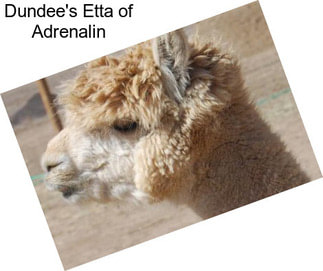 Dundee\'s Etta of Adrenalin