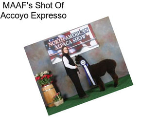 MAAF\'s Shot Of Accoyo Expresso