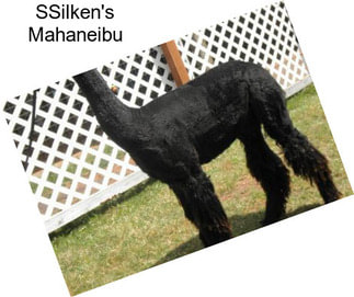 SSilken\'s Mahaneibu