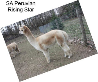 SA Peruvian Rising Star