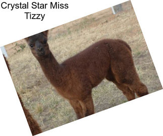 Crystal Star Miss Tizzy