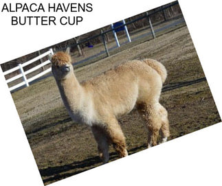 ALPACA HAVENS BUTTER CUP