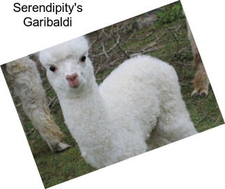 Serendipity\'s Garibaldi