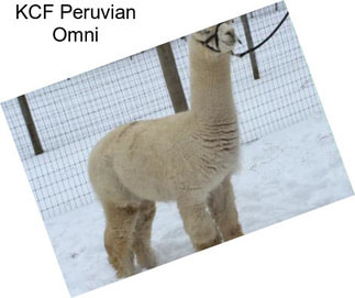 KCF Peruvian Omni