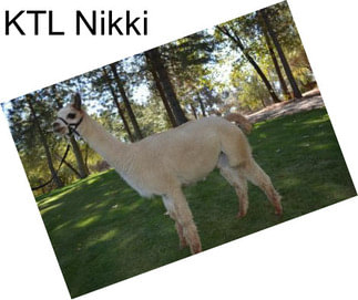 KTL Nikki