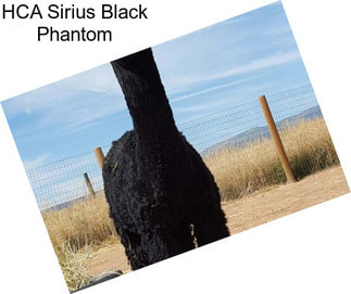 HCA Sirius Black Phantom