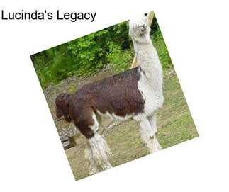 Lucinda\'s Legacy