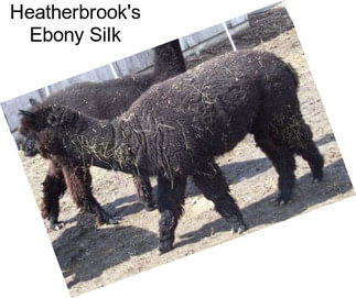 Heatherbrook\'s Ebony Silk