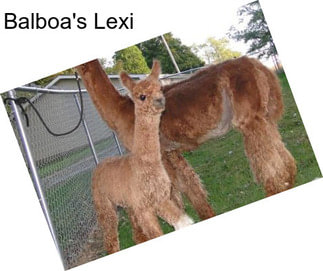 Balboa\'s Lexi