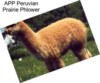 APP Peruvian Prairie Phlower